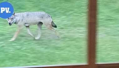Kerimäelle saatiin karkotuslupa pihoissa pyörivälle sudelle – "Heti ilmoitus, jos havainto tulee", toivoo Anssi Kosonen | Paikalliset