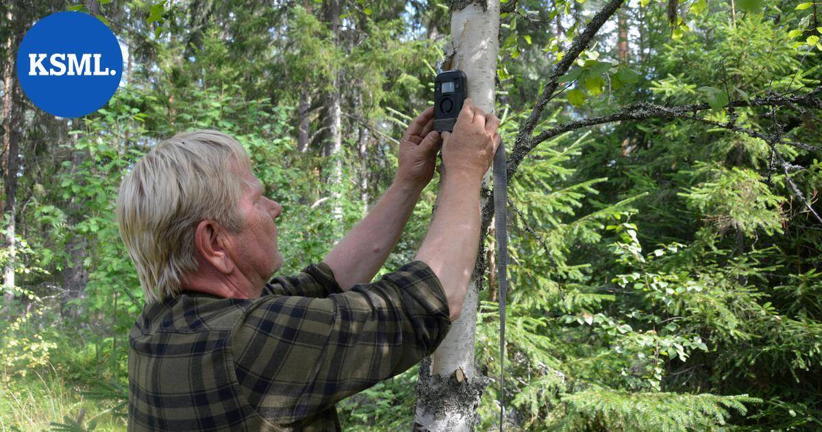 Viitasaarella yritetään häätää roskiksia penkovaa karhua – kuuntele videolta, sietäisitkö itse karkottimen ääntä | Keski-Suomi
