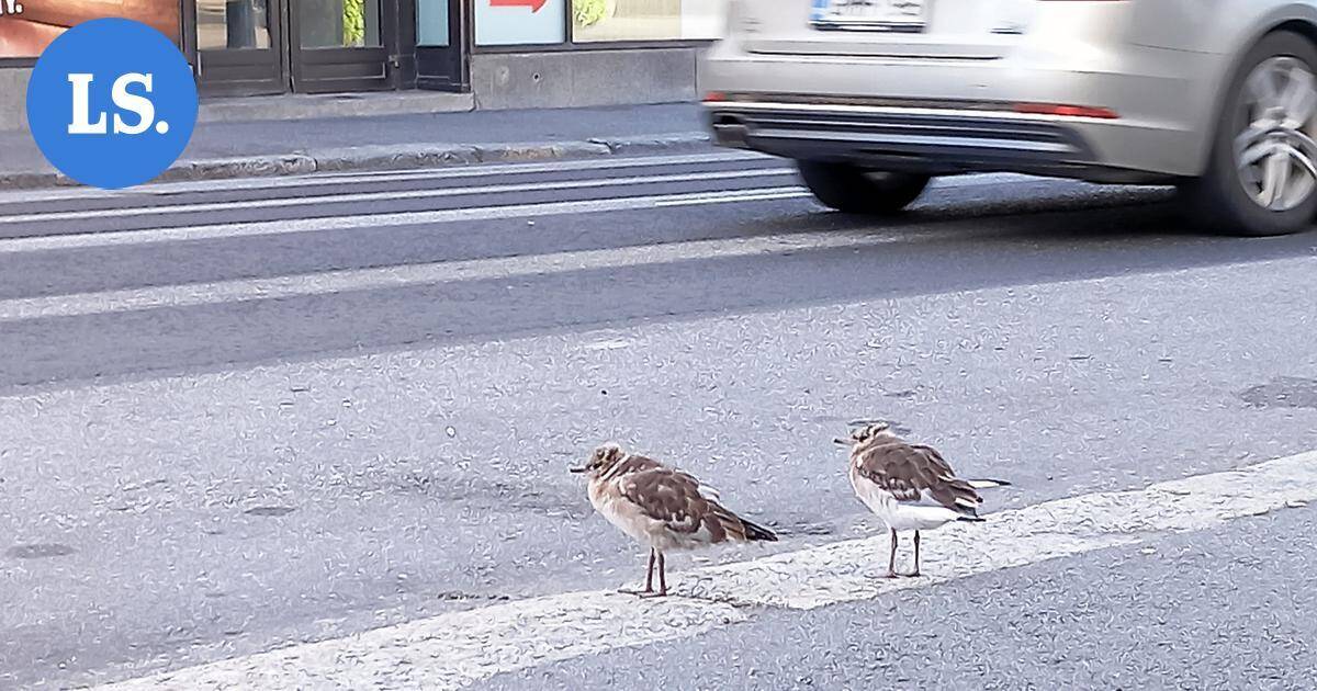 Keskustassa pyörivät lokinpoikaset huolestuttavat mikkeliläisiä – Jarmo Lautamäki: Älä ruoki poikasia! | Paikalliset