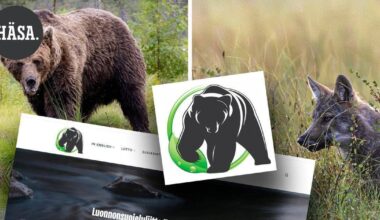 Karhujen kaatoluvista valittaa pieni joukko, joka ei itse asu alueella – Itäsuomalaisen yhdistyksen postiosoite on Lopen Läyliäisistä | Paikalliset - Hämeen Sanomat