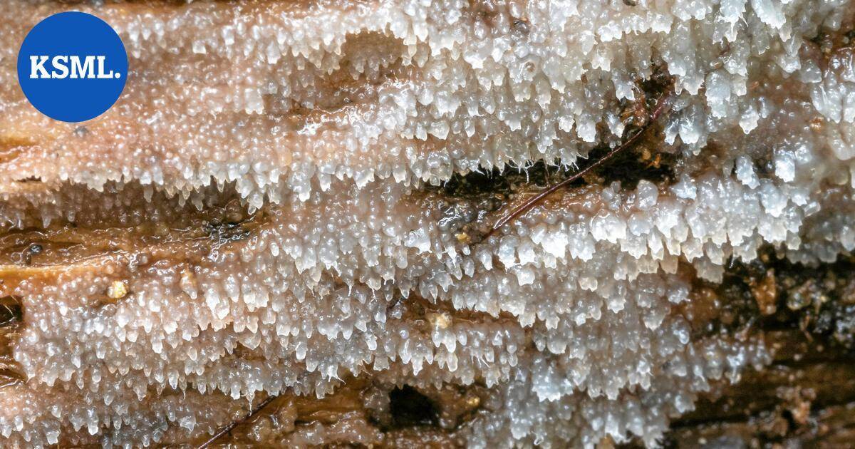 Kivijärveltä löytyi uusi sieni – Suomessa yhä tuhansia tunnistamattomia lajeja | Keski-Suomi