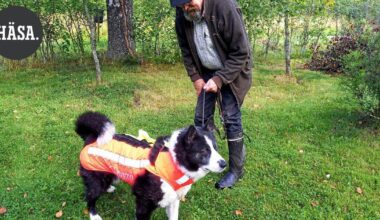 Susiliivi on nyt koirien muotivaate Lopella – tiukimmassa tilanteessa se voi pelastaa metsästyskaverin hengen | Paikalliset