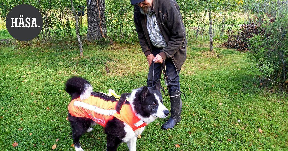 Susiliivi on nyt koirien muotivaate Lopella – tiukimmassa tilanteessa se voi pelastaa metsästyskaverin hengen | Paikalliset