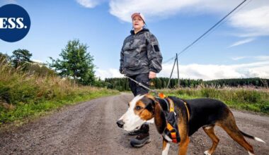 Asikkalan Viitailassa susia havaitaan harva se päivä, sanoo asukas Sari Jyrkiäinen, joka ei enää uskalla pitää koiraa vapaana | Päijät-Häme - Etelä-Suomen Sanomat