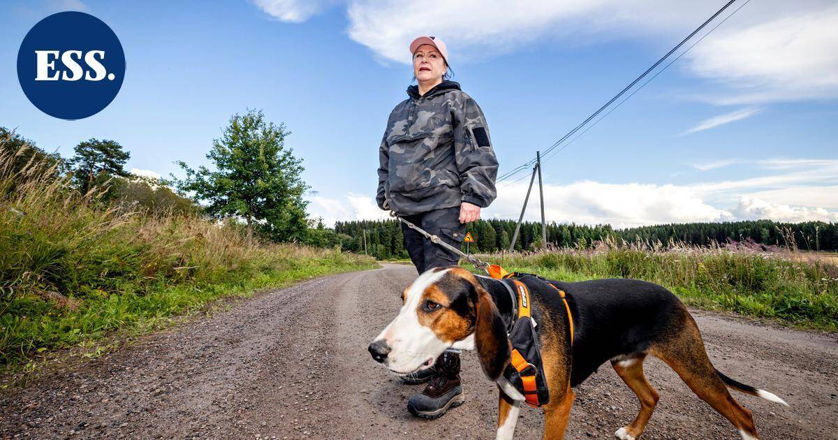 Asikkalan Viitailassa susia havaitaan harva se päivä, sanoo asukas Sari Jyrkiäinen, joka ei enää uskalla pitää koiraa vapaana | Päijät-Häme - Etelä-Suomen Sanomat