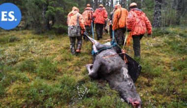 Hirvikolareiden määrä on lisääntynyt viime vuosina, myös hirvien määrä Suomessa kasvanut | Uutissuomalainen