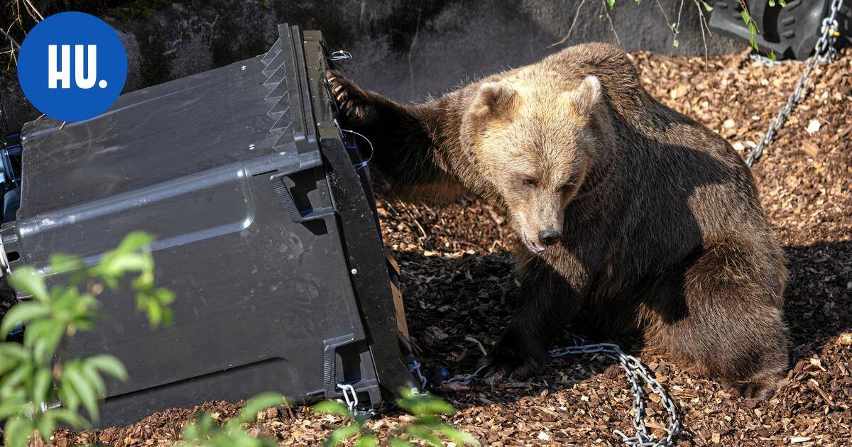 Roska-astioiden kestävyyttä testattiin Korkeasaaren karhuilla – näin kävi | Paikalliset