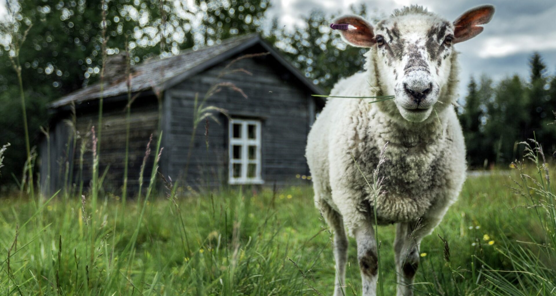 IL: Markku-lammas pelastettiin mustikkamättäiden lohkareiden välistä