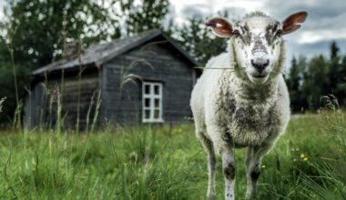 IL: Markku-lammas pelastettiin mustikkamättäiden lohkareiden välistä