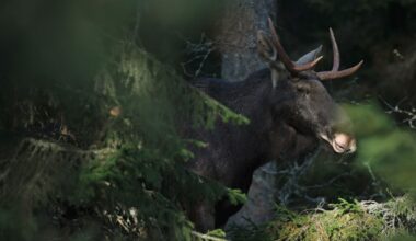 Tuhansia hirvikolareita joka vuosi, riski on suurin tähän aikaan