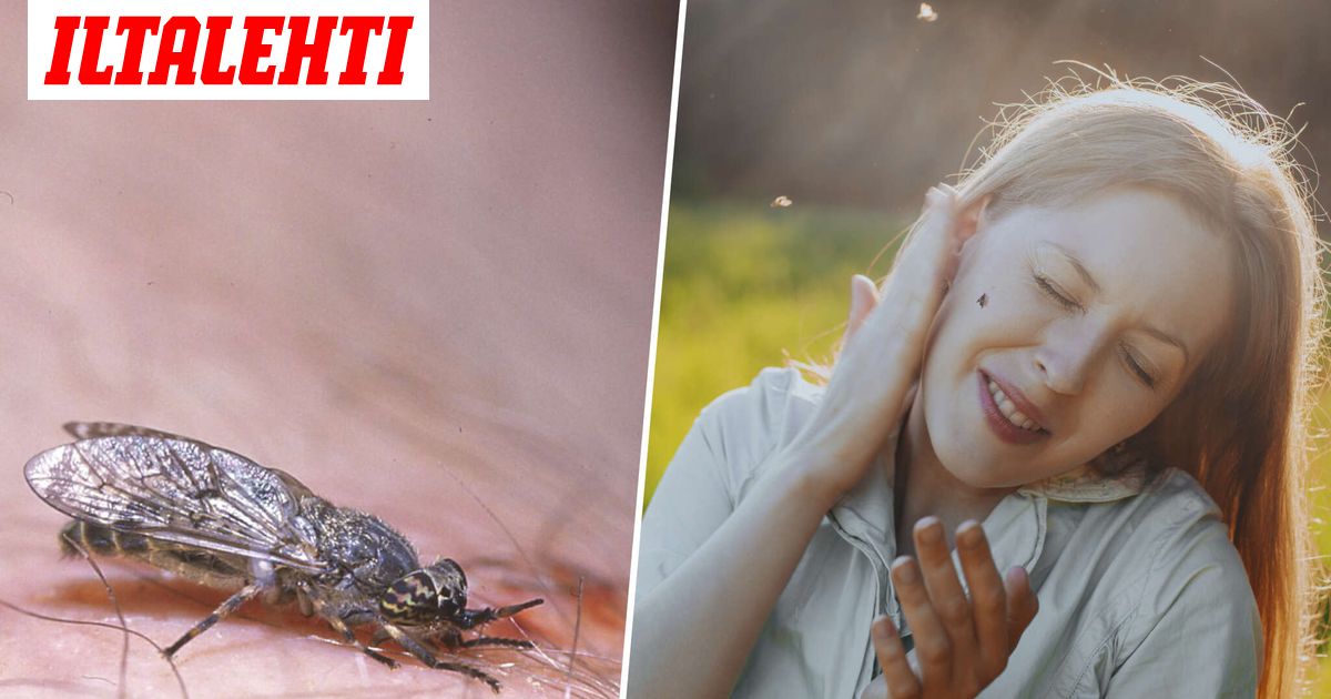 Paarmaraivo ottaa kierroksia – Päivi sanoo tappavansa kaikki paarmat
