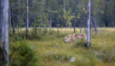 Suurpetojen aiheuttamissa tehtävissä iso kasvu, poliisi huolissaan