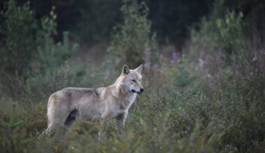 Susi kuvattuna Kuhmon rajavyöhykkeellä elokuussa 2022. LEHTIKUVA / Jussi Nukari