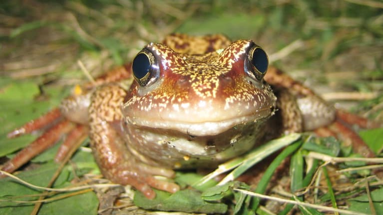 Viitasammakko.