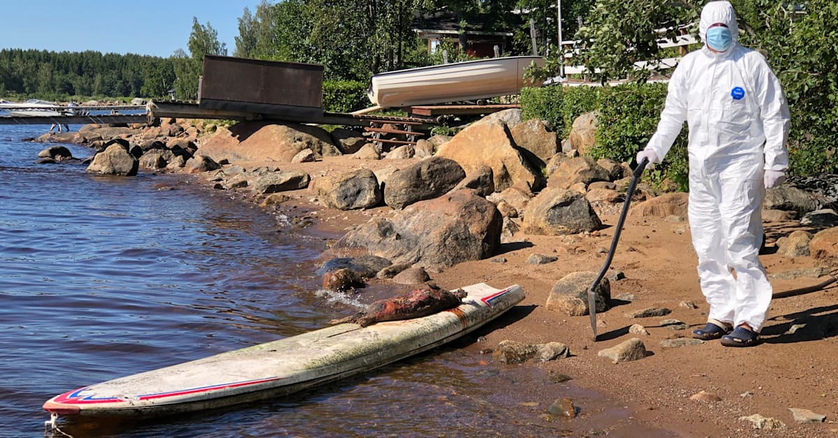 Svenska Yle: Kuolleita hylkeitä yhä enemmän myös Pohjanmaan saaristossa –​ haisevat raadot ovat myös tautiriski | Pohjanmaa