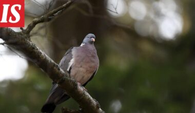 Tässä on Suomen yleisin saalislaji – kanta kasvaa metsästyksestä huolimatta