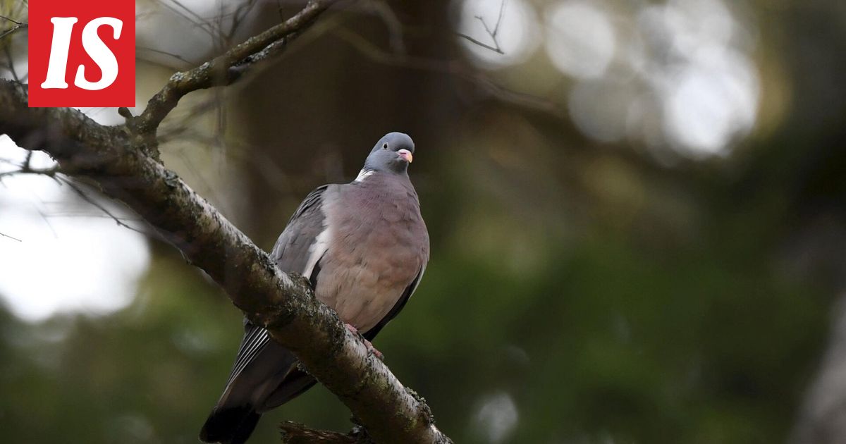 Tässä on Suomen yleisin saalislaji – kanta kasvaa metsästyksestä huolimatta