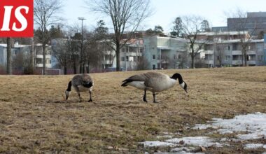 Lintujen kevätmuuttoa voi seurata sovelluksella, joka tunnistaa yli 250 lajia