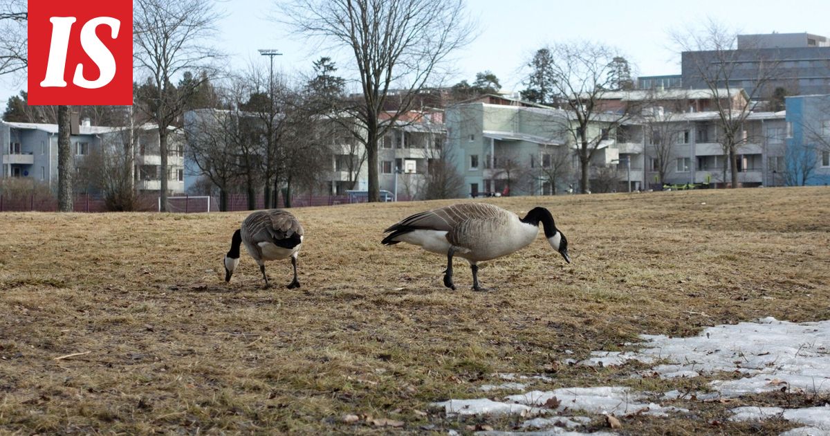 Lintujen kevätmuuttoa voi seurata sovelluksella, joka tunnistaa yli 250 lajia