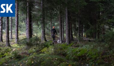 Esko Eela: Metsästäjät hoitavat luontoa talkoilla – mitkä olisivat vahingot ilman heitä?