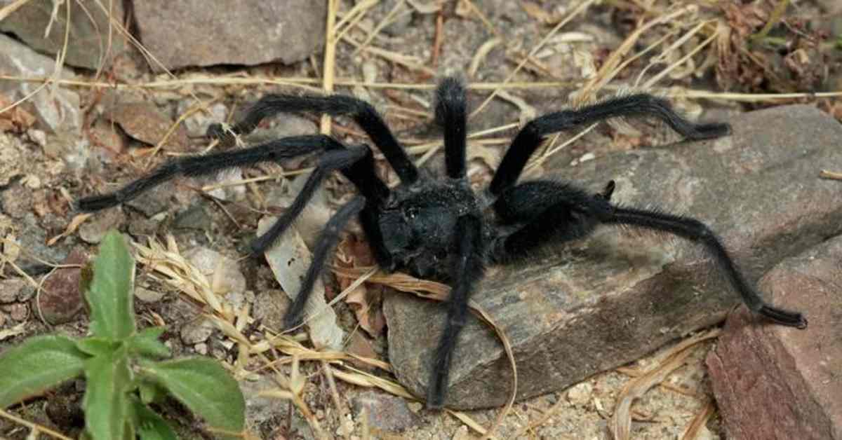 Turkulaiset tutkijat löysivät uusia tarantulalajeja – uroksilla ennätyspitkät sukuelimet | Uutisia lyhyesti