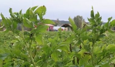 Geenimuuntelu herättää edelleen vastakkainasettelua | Yle