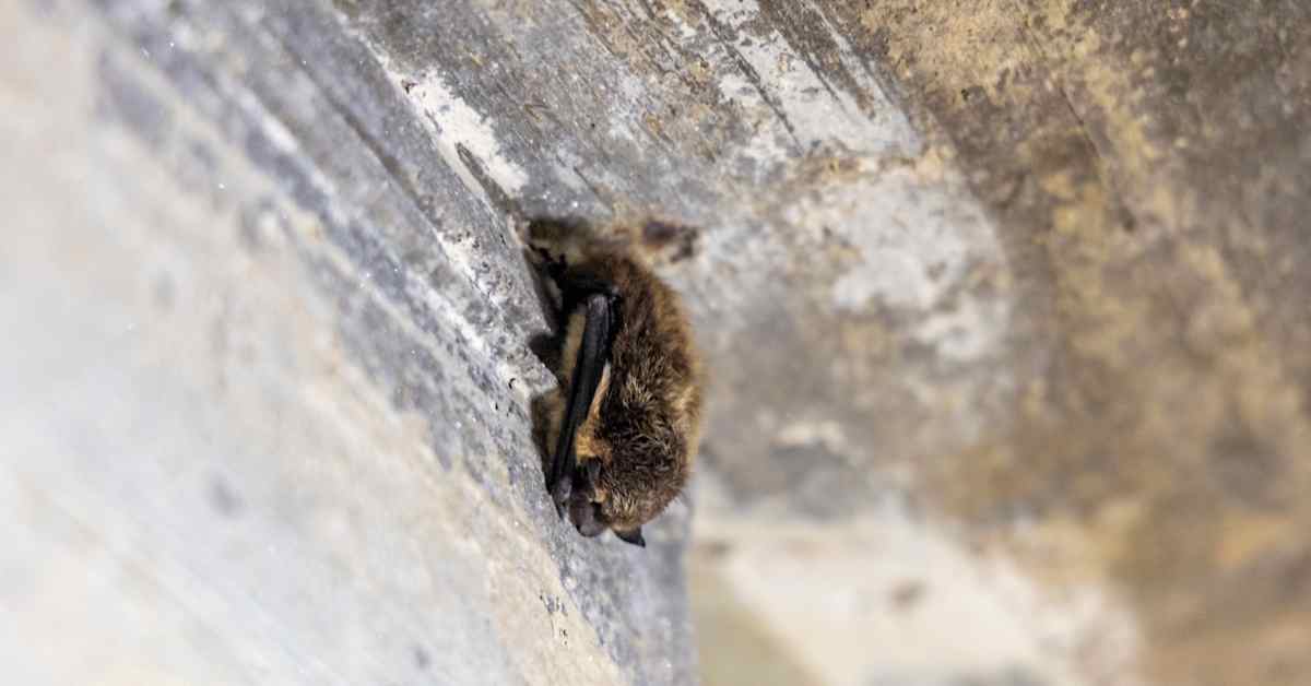 Uupunut lepakko pelastettiin Vaasassa | Pohjanmaa