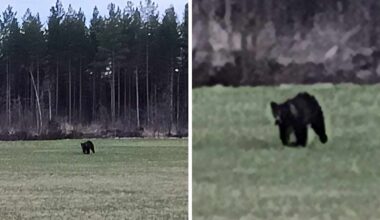Kannonkoski myönsi jo yhden ”petokyydin” – karhuhavainnot vaikuttavat lasten koulumatkoihin | Keski-Suomi