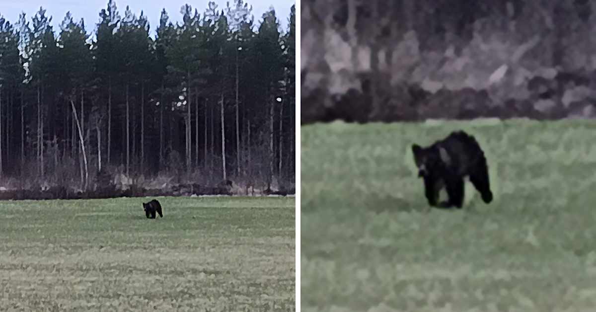 Kannonkoski myönsi jo yhden ”petokyydin” – karhuhavainnot vaikuttavat lasten koulumatkoihin | Keski-Suomi
