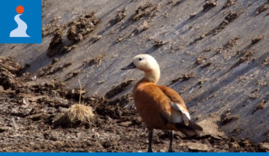 Ruostesorsapari harhautui Pudasjärven Kouvanjoelle | Iijokiseutu