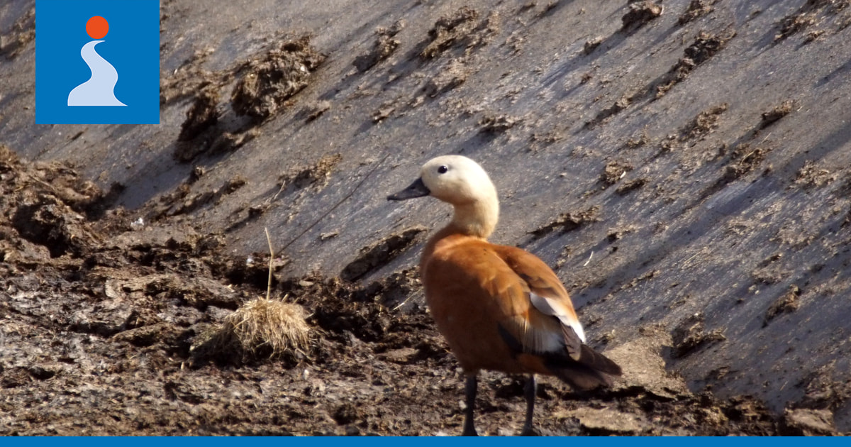 Ruostesorsapari harhautui Pudasjärven Kouvanjoelle | Iijokiseutu