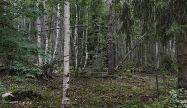 Yliö: Luonnon köyhtymisen pysäyttämiseksi tarvitaan yhteinen visio - Mielipide