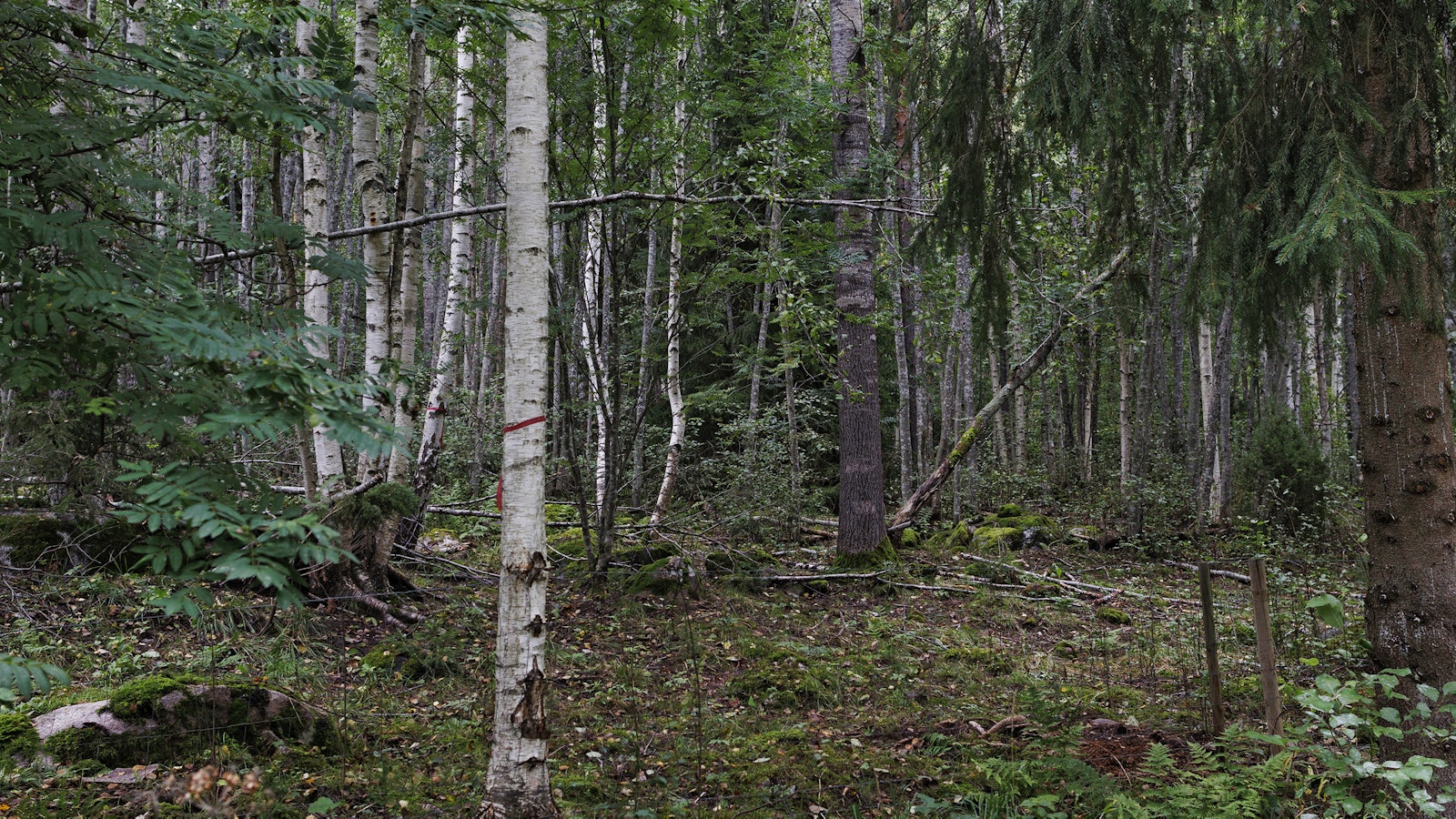 Yliö: Luonnon köyhtymisen pysäyttämiseksi tarvitaan yhteinen visio - Mielipide