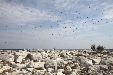 Merimetso näkyy maisemassa ja muuttaa ympäristöään. Merimetsojen asuttama Puskakari Raumalla toukokuussa 2010.