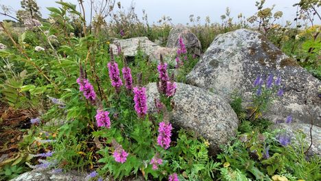 Kasvillisuus toipuu nopeasti, kun merimetsot vaihtavat paikkaa. Monet lajit hyötyvät lintujen typpilannoituksesta. Merimetsojen entinen pesimäsaari Rauman Puskakari heinäkuussa 2024.