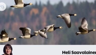 Suomessa luontoristiriidat ratkaistaan tappamalla – susi, merimetso ja valkoposkihanhi tähtäimessä