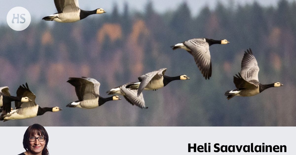 Suomessa luontoristiriidat ratkaistaan tappamalla – susi, merimetso ja valkoposkihanhi tähtäimessä