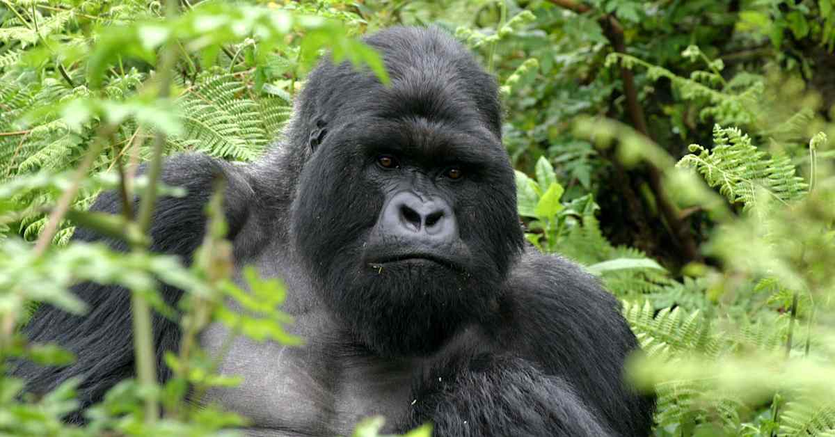 Kun gorillanaaras vaihtaa laumaa, se löytää sieltä vanhoja ystäviään | Ulkomaat