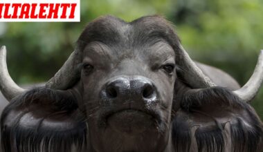 Miljonääri kuoli metsästyssafarilla – Puhveli hyökkäsi kimppuun