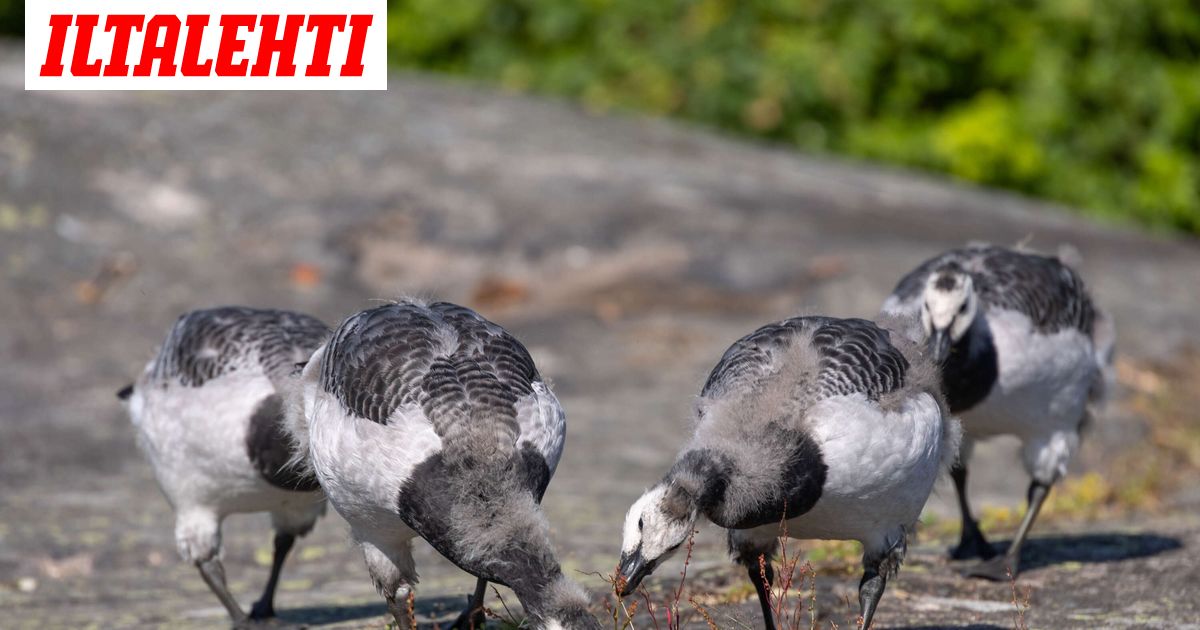 Helsinki laittoi ihmiset 60 000 euron aitaukseen – Hanhilta pääsy kielletty