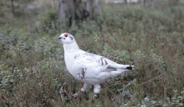 Riekkokanta on vähentynyt huomattavasti, kertoo Luonnonvarakeskus | Kotimaa