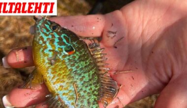 Espoossa suljettiin lampi – Syynä kala