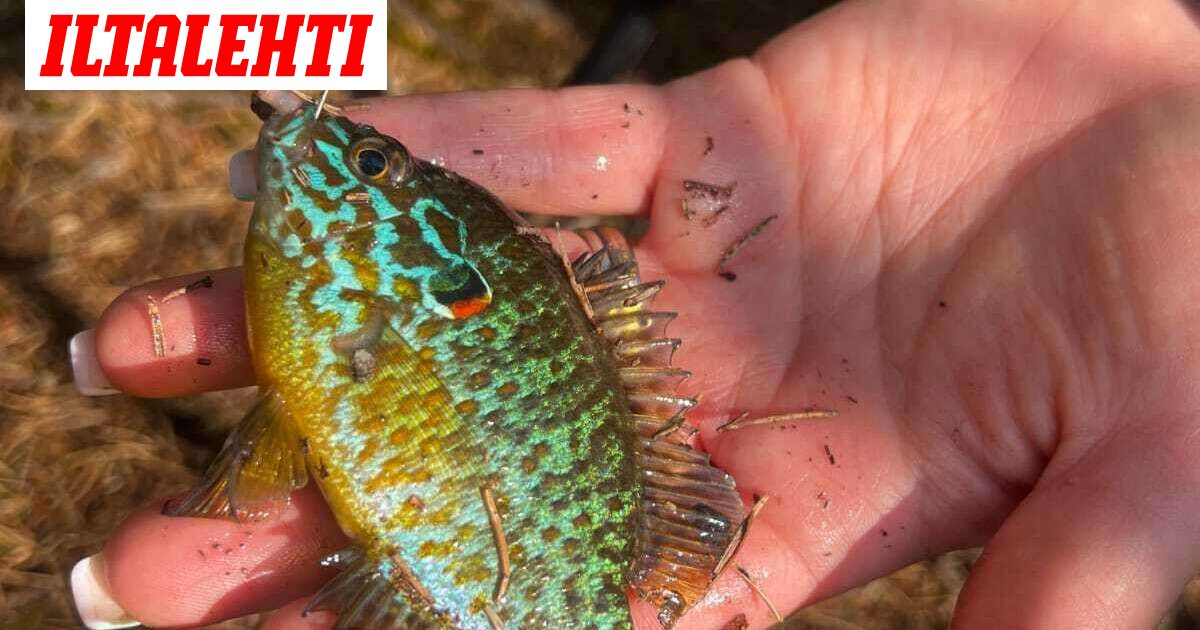 Espoossa suljettiin lampi – Syynä kala