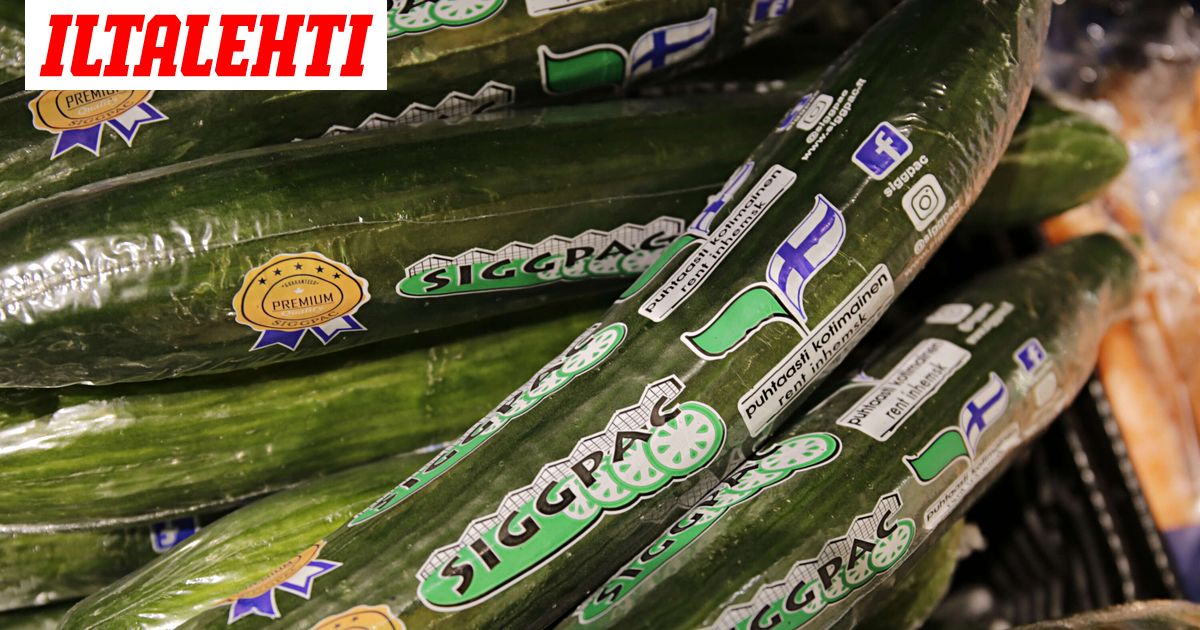 Kurkku loppui kaupoista