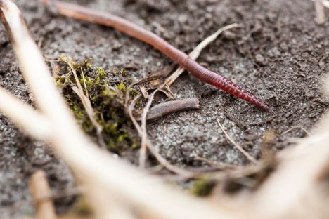 Kasteliero on noussut maanpinnalle.