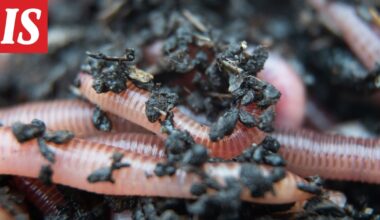 Luonto-Suomen Matoilta: Lenni-poika soitti radioon ja esitti tiukan kysymyksen