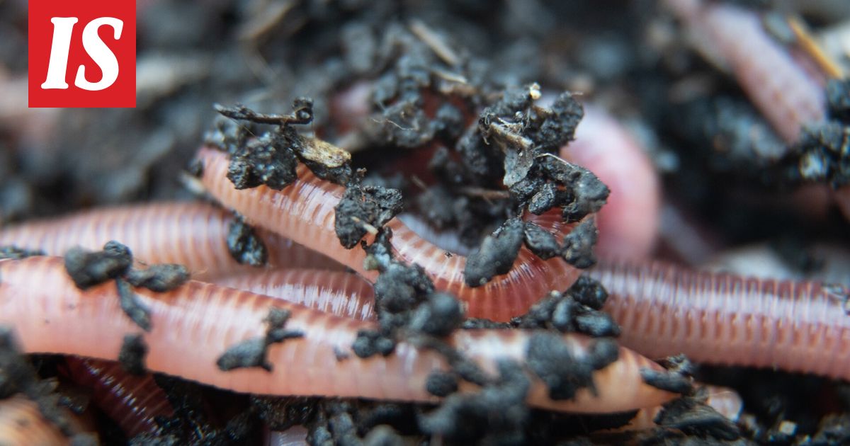 Luonto-Suomen Matoilta: Lenni-poika soitti radioon ja esitti tiukan kysymyksen