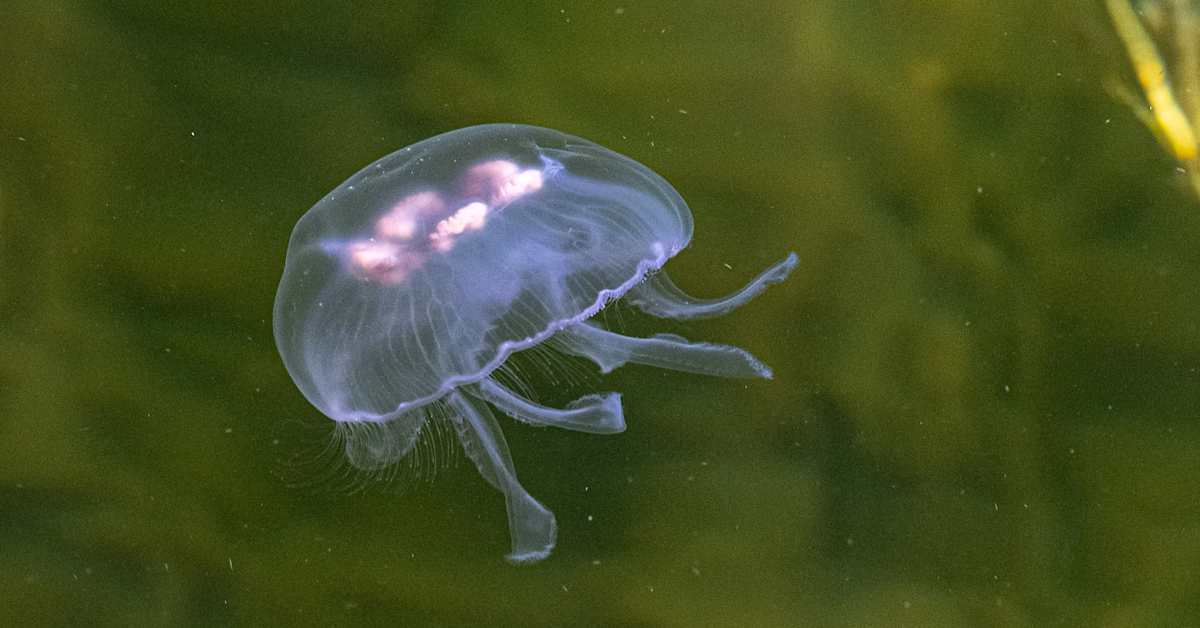 Meduusojen määrä kasvaa ilmaston lämmetessä – näin ydinvoimalat varautuvat | Kotimaa