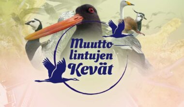Vastaa kyselyyn ja auta kehittämään Muuttolintujen kevät -sisältöjä | Yle Luonto