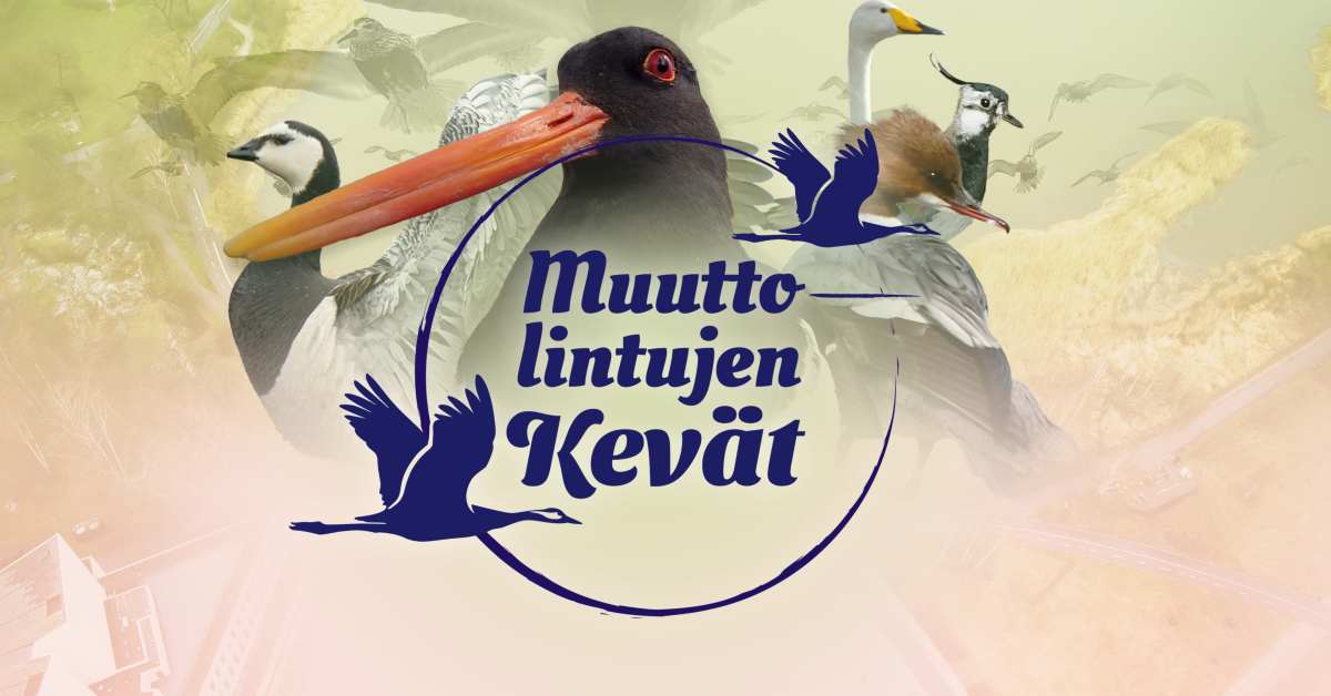 Vastaa kyselyyn ja auta kehittämään Muuttolintujen kevät -sisältöjä | Yle Luonto